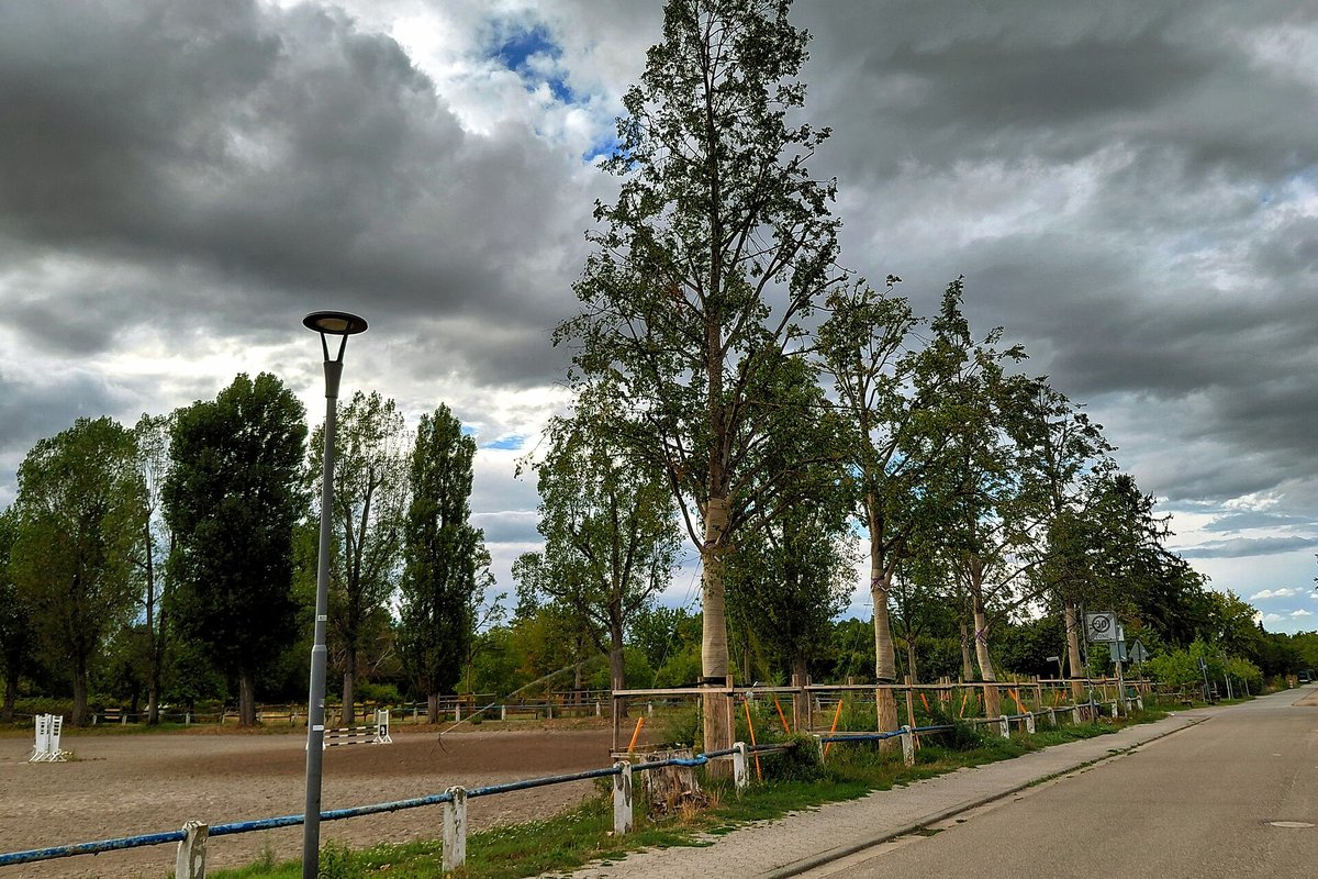 Ką tik persodinti dideli medžiai su medinėmis atramomis