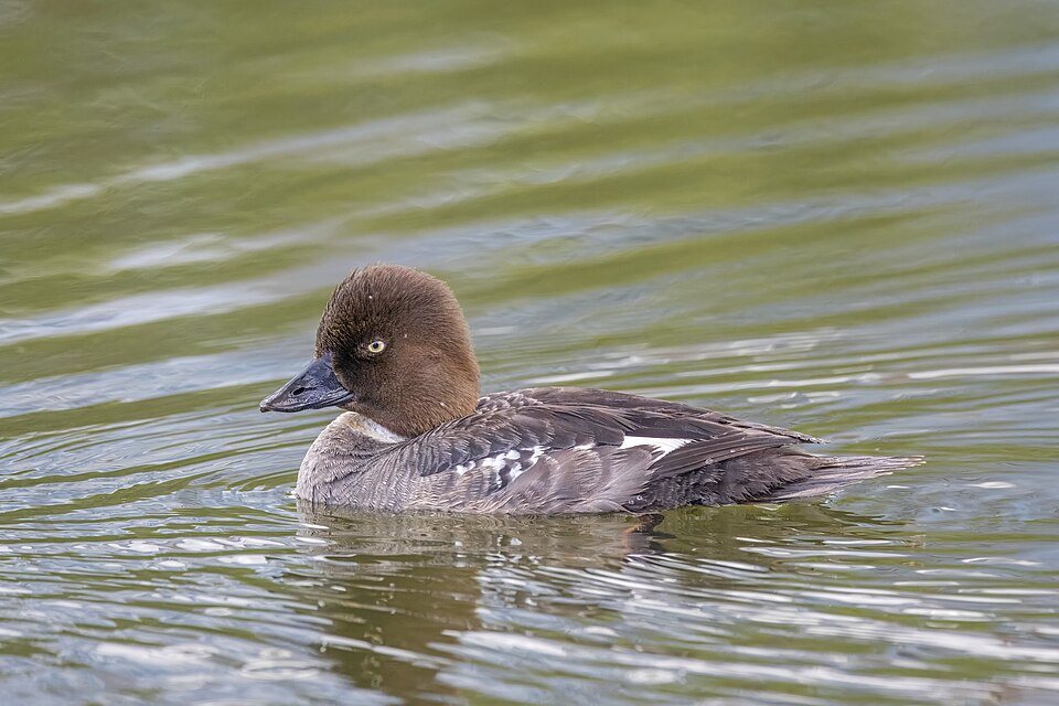 Klykuolė (Bucephala clangula)