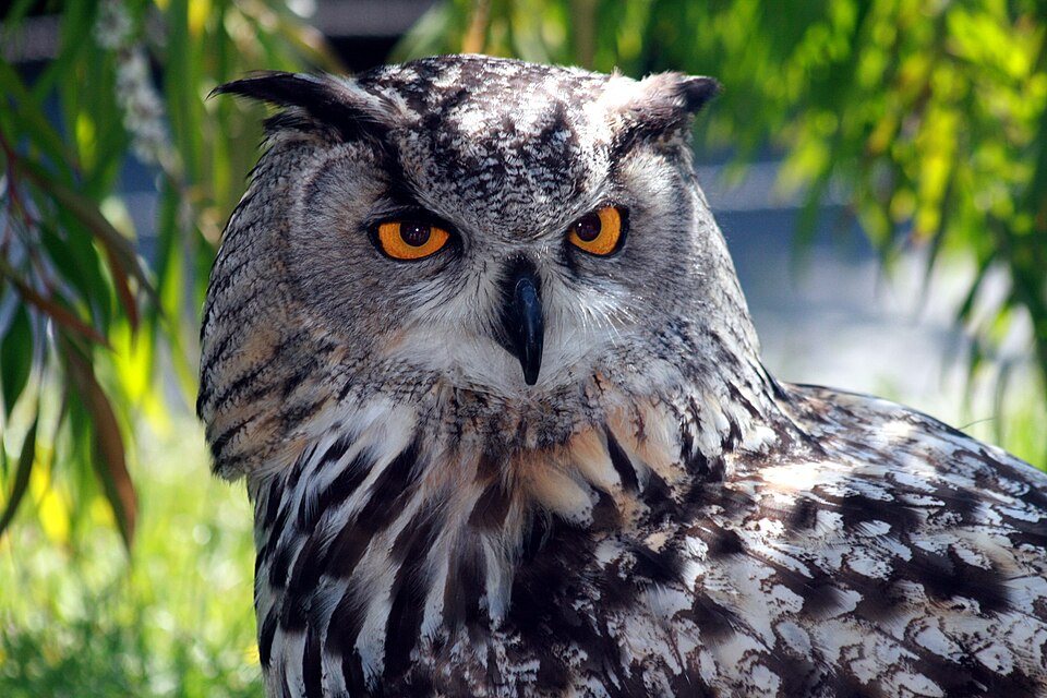 Didysis apuokas (Bubo bubo)