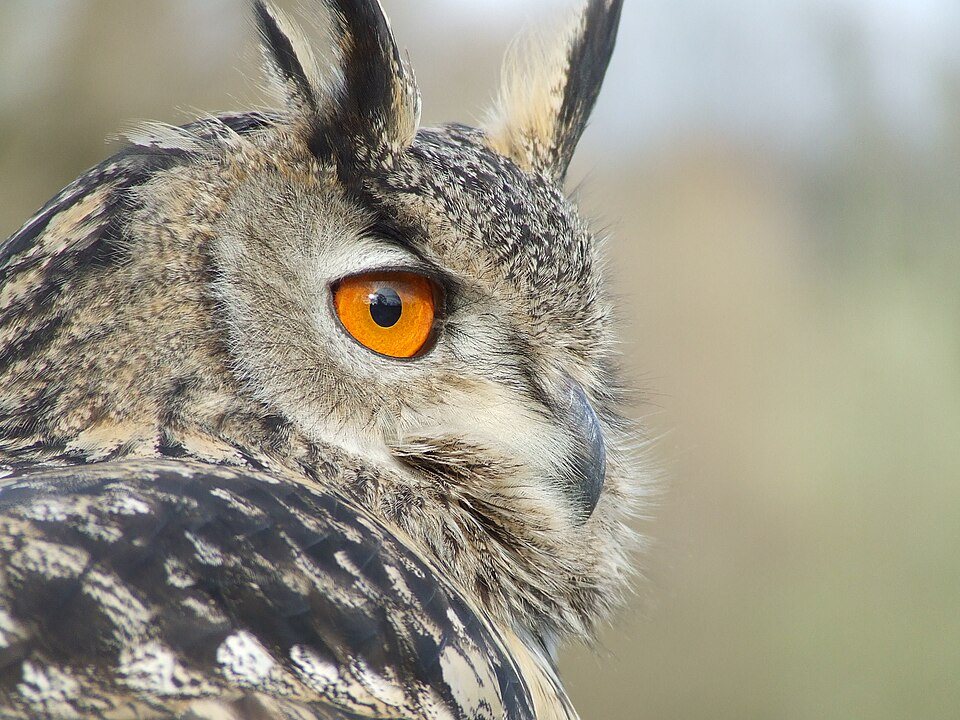 Didysis apuokas (Bubo bubo)