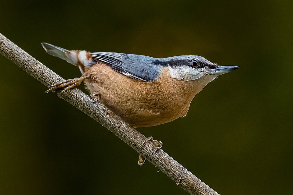 Bukutis (Sitta europaea)