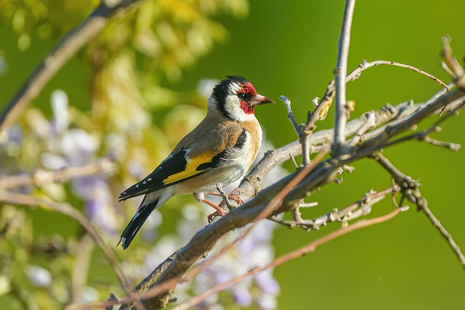 Dagilis (Carduelis carduelis)