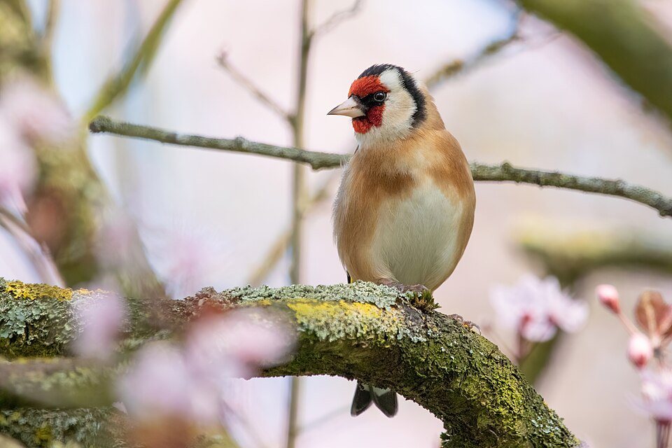 Dagilis (Carduelis carduelis)