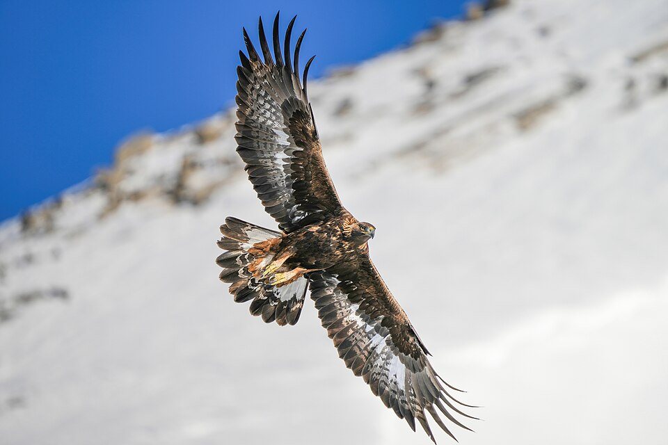 Kilnusis erelis (Aquila chrysaetos)