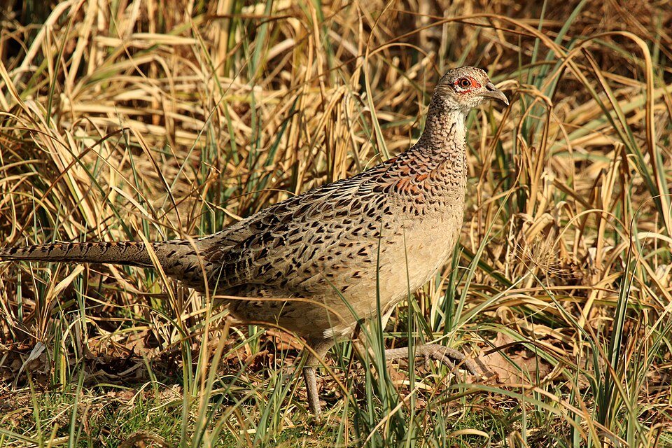 Paprastasis fazanas (Phasianus colchicus)