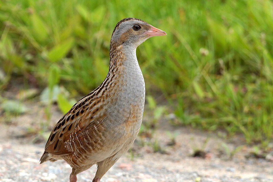 Griežlė (Crex crex)
