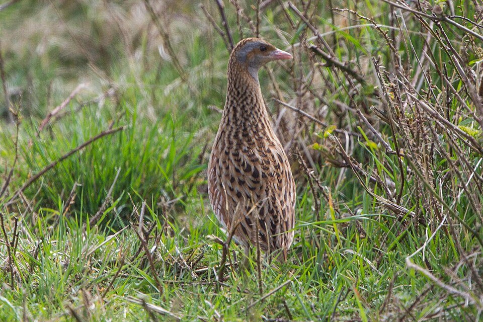 Griežlė (Crex crex)