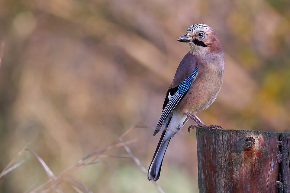 Kėkštas (Garrulus glandarius)