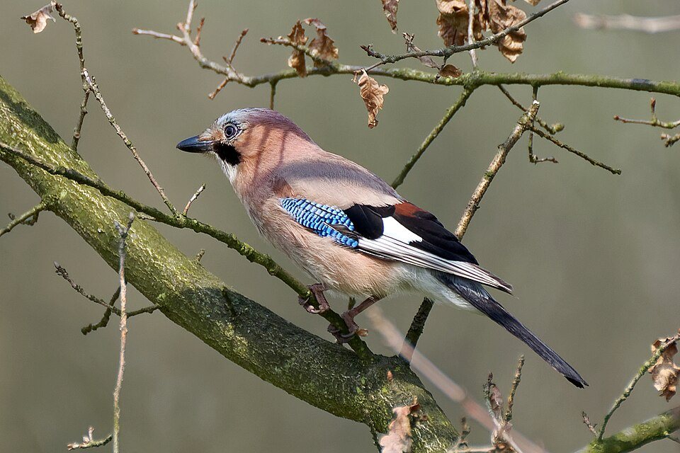 Kėkštas (Garrulus glandarius)