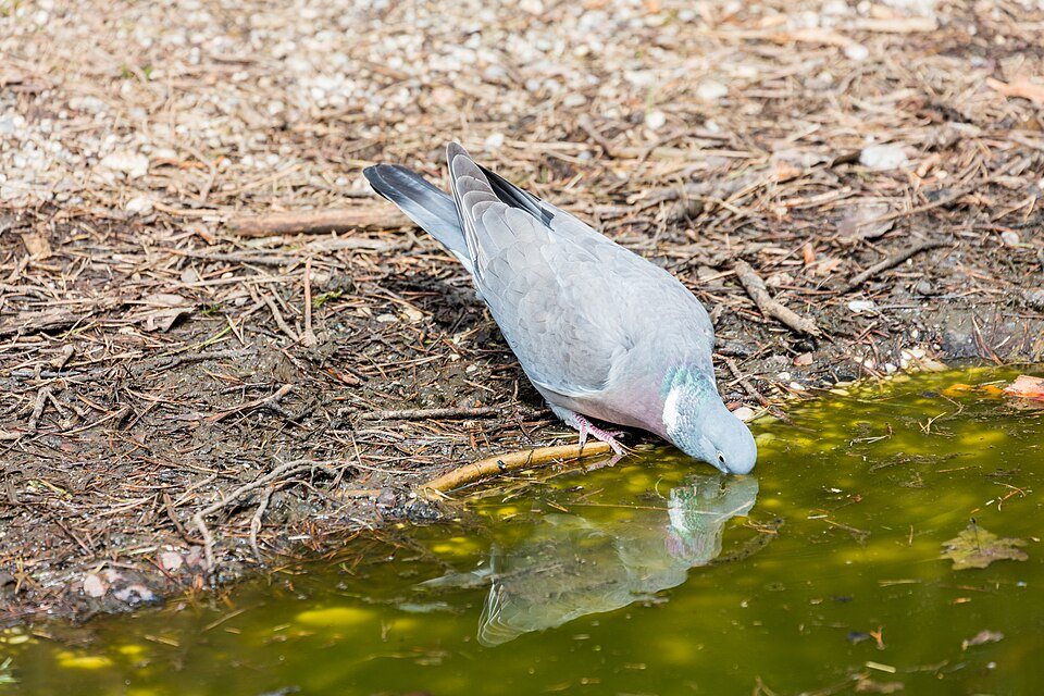 Keršulis (Columba palumbus)