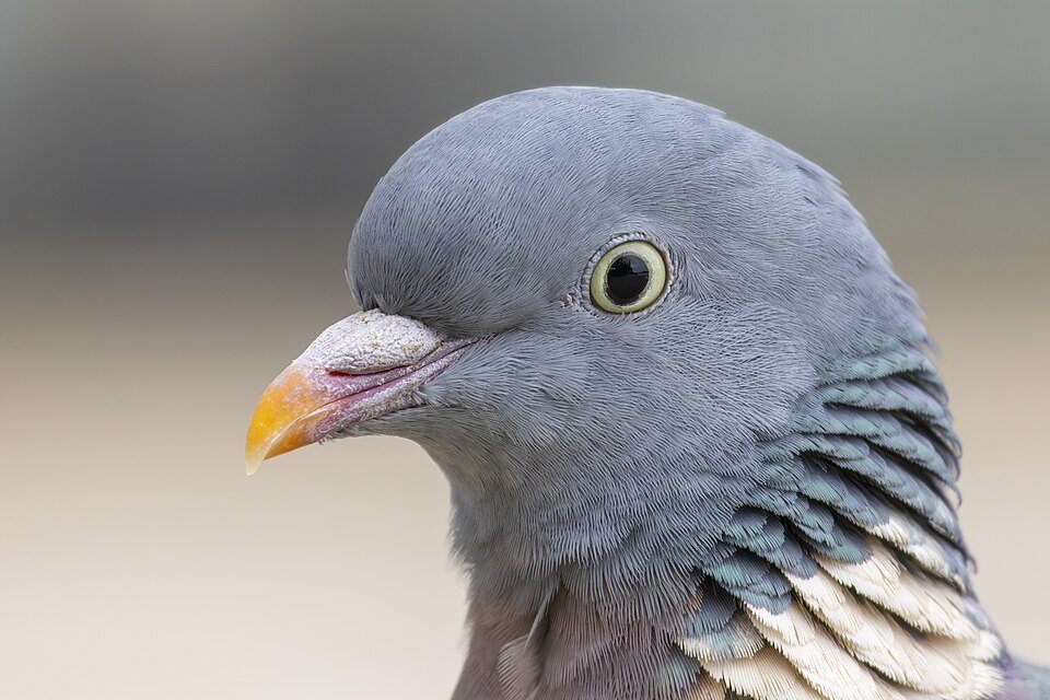 Keršulis (Columba palumbus)