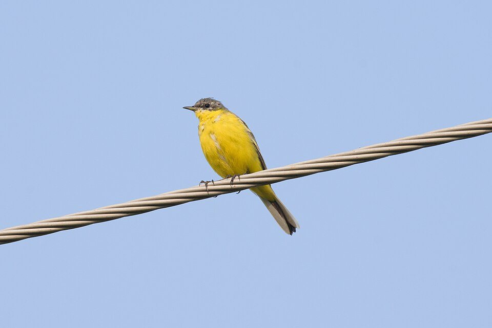 Geltonoji kielė (Motacilla flava)