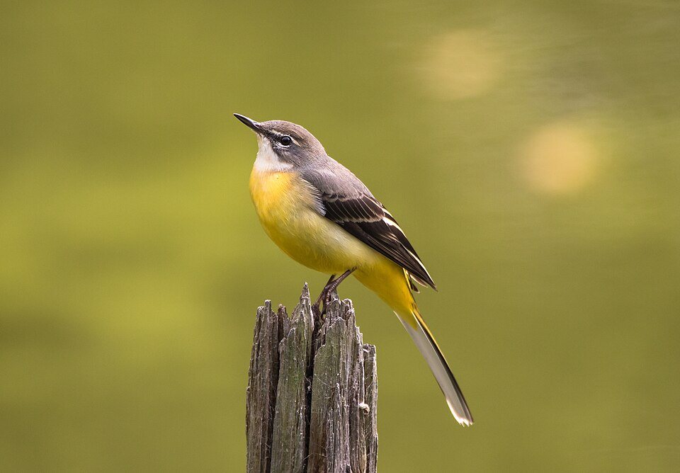 Kalninė kielė (Motacilla cinerea)