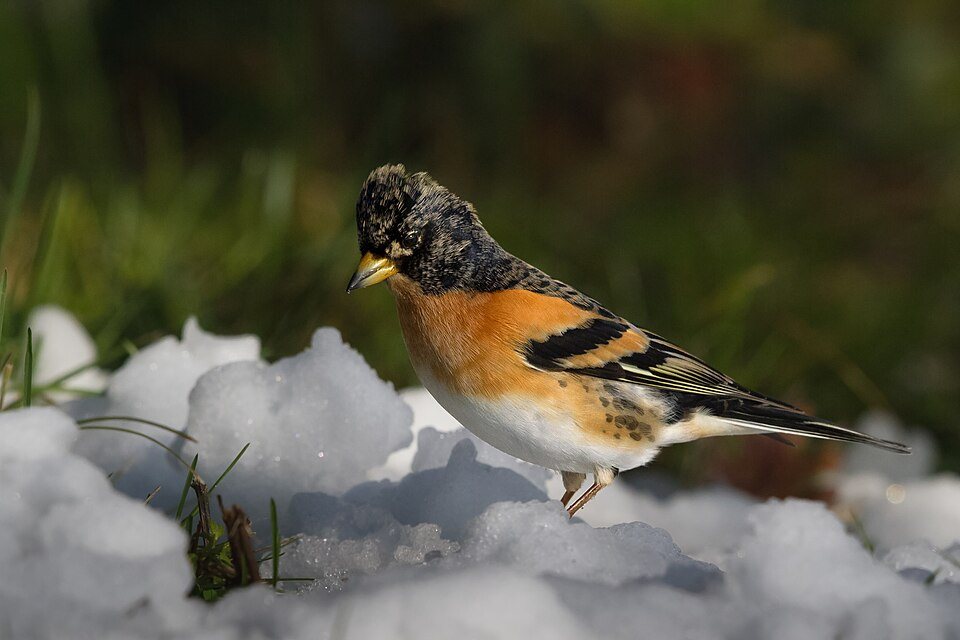 Šiaurinis kikilis (Fringilla montifringilla)