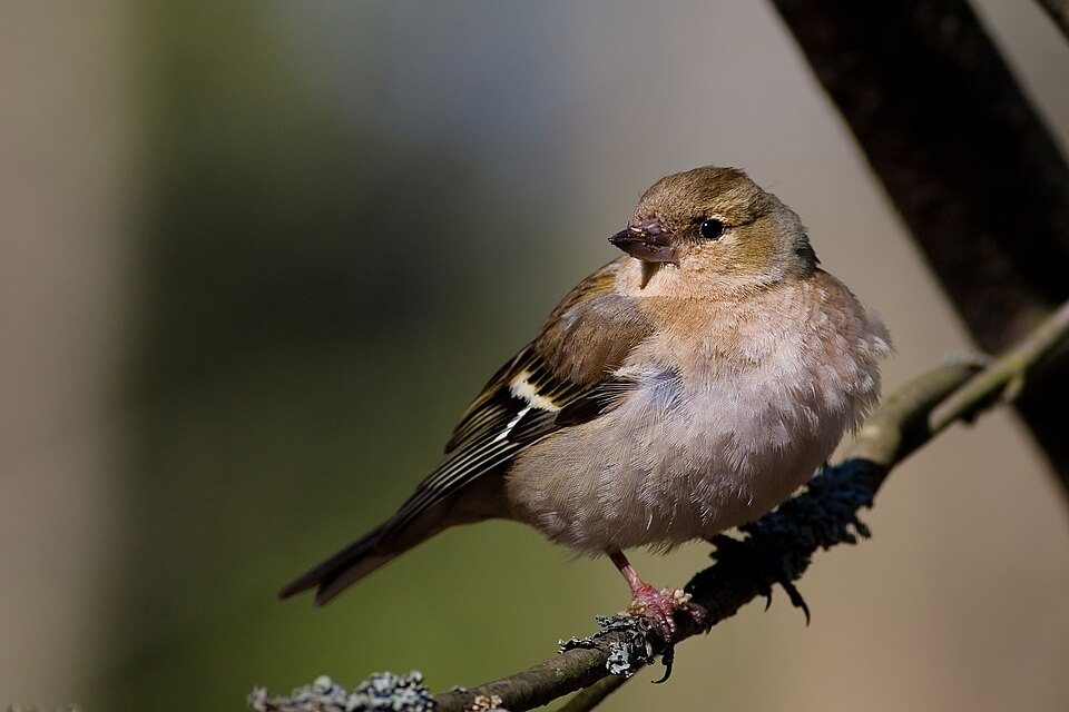 Paprastasis kikilis (Fringilla coelebs)