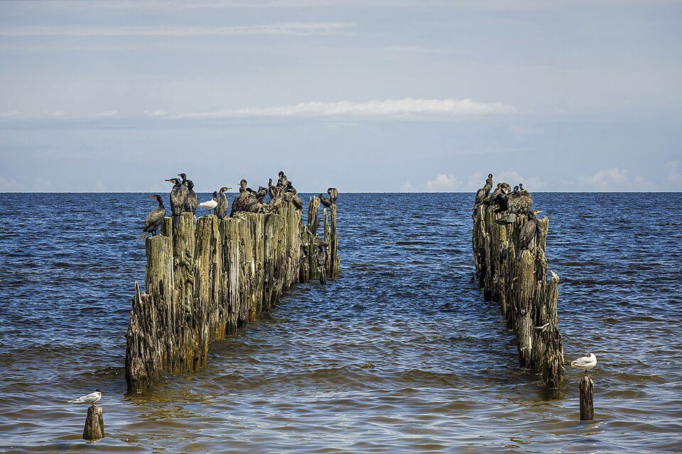 Didysis kormoranas (Phalacrocorax carbo)