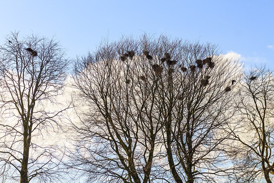 Kovas (Corvus frugilegus)