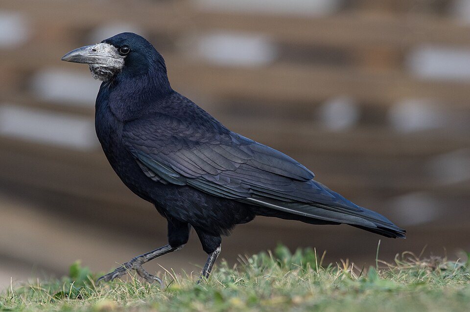 Kovas (Corvus frugilegus)