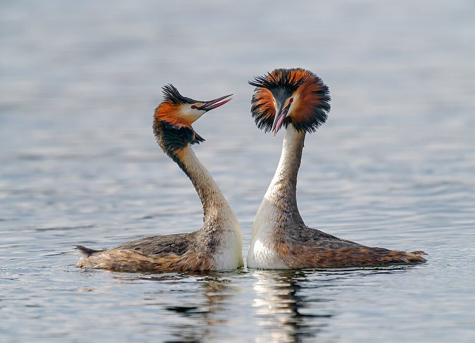 Ausuotasis kragas (Podiceps cristatus)