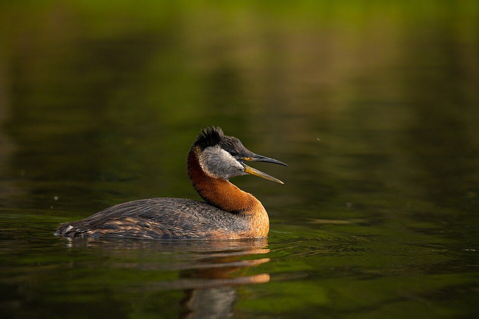Rudakaklis kragas (Podiceps grisegena)