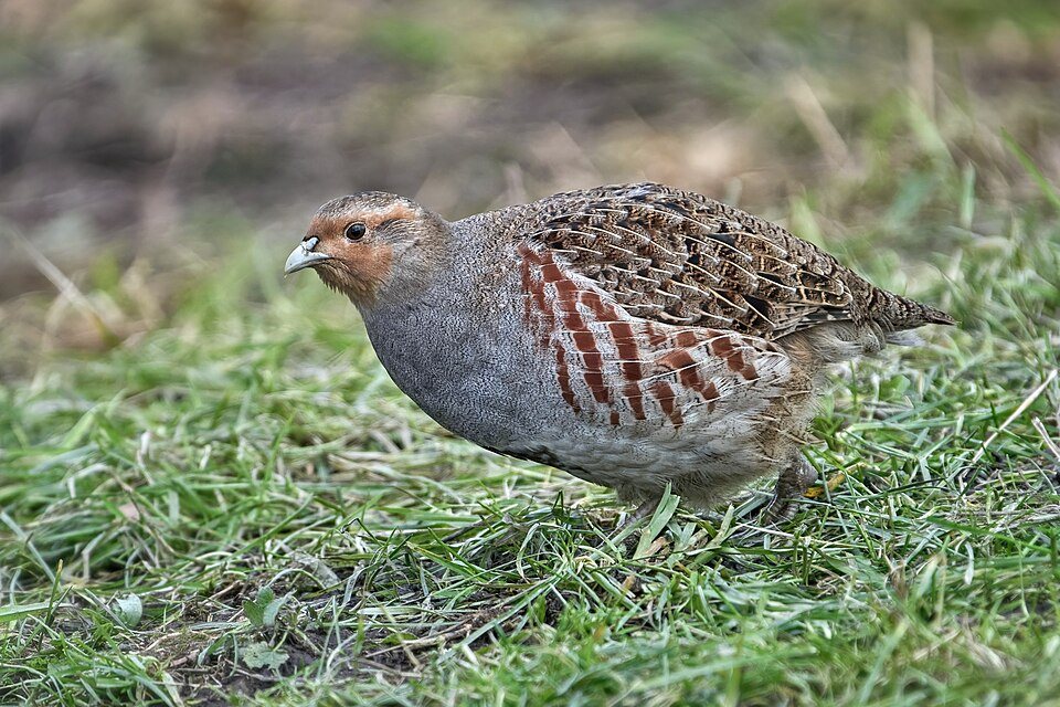 Kurapka (Perdix perdix)