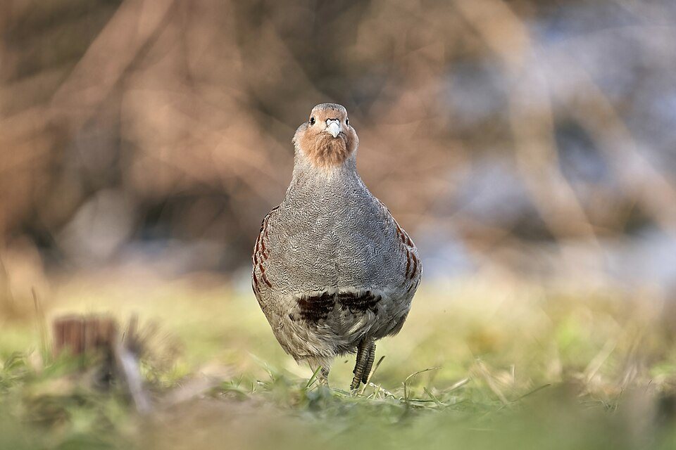 Kurapka (Perdix perdix)
