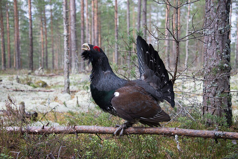 Kurtinys (Tetrao urogallus)