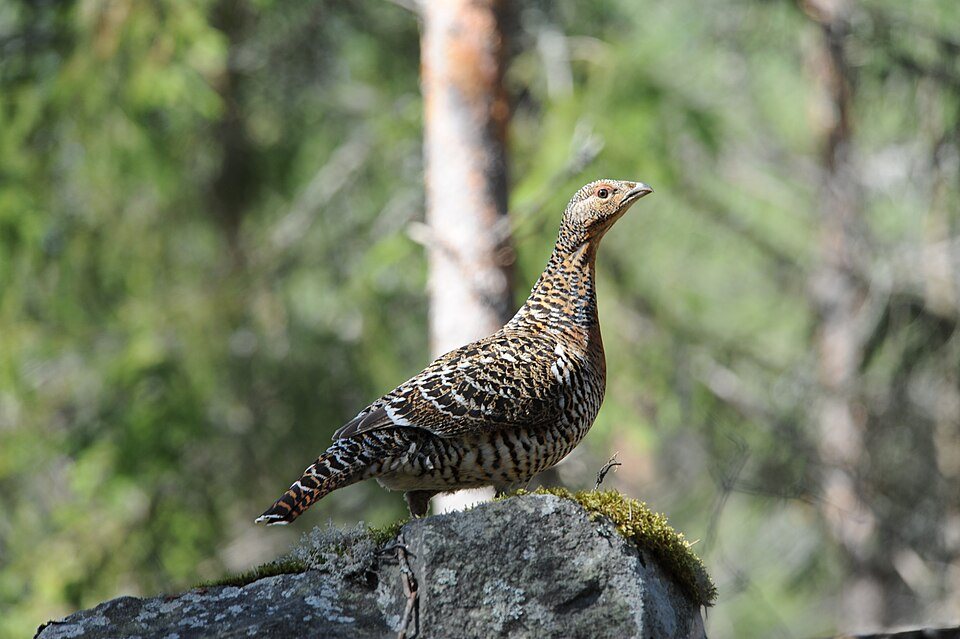 Kurtinys (Tetrao urogallus)