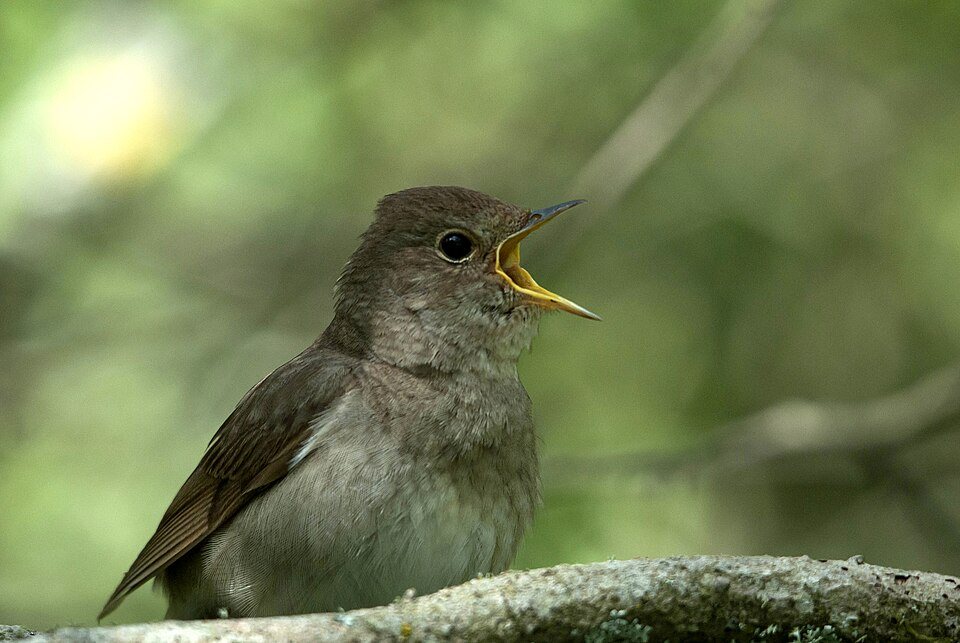 Rytinė lakštingala (Luscinia luscinia)