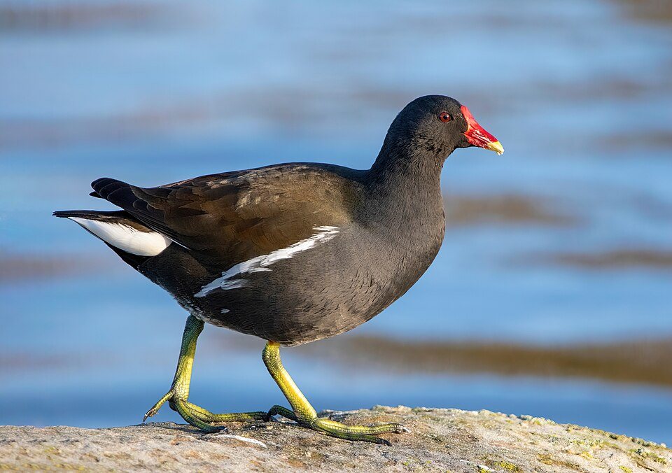 Nendrinė vištelė (Gallinula chloropus)