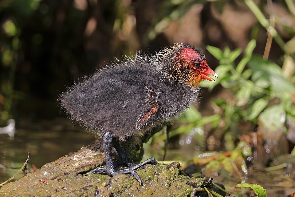 Laukio jauniklis (Fulica atra)