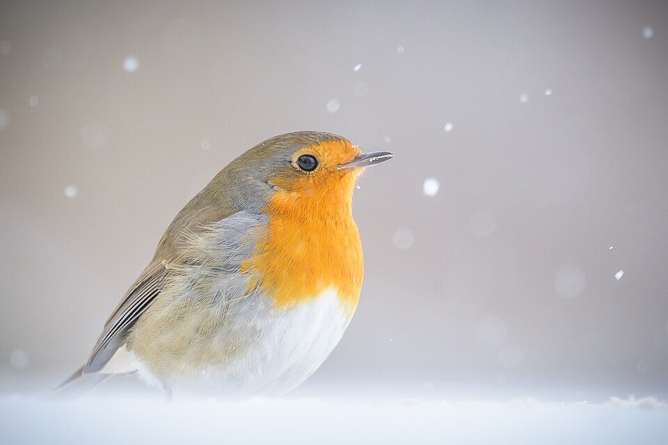 Liepsnelė (Erithacus rubecula)