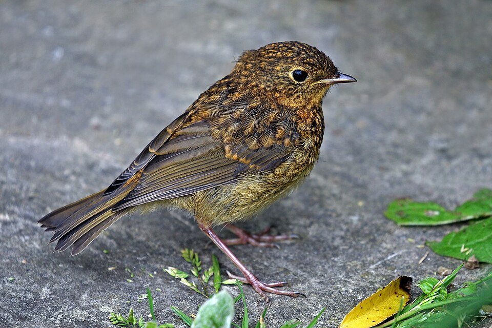 Liepsnelė (Erithacus rubecula)