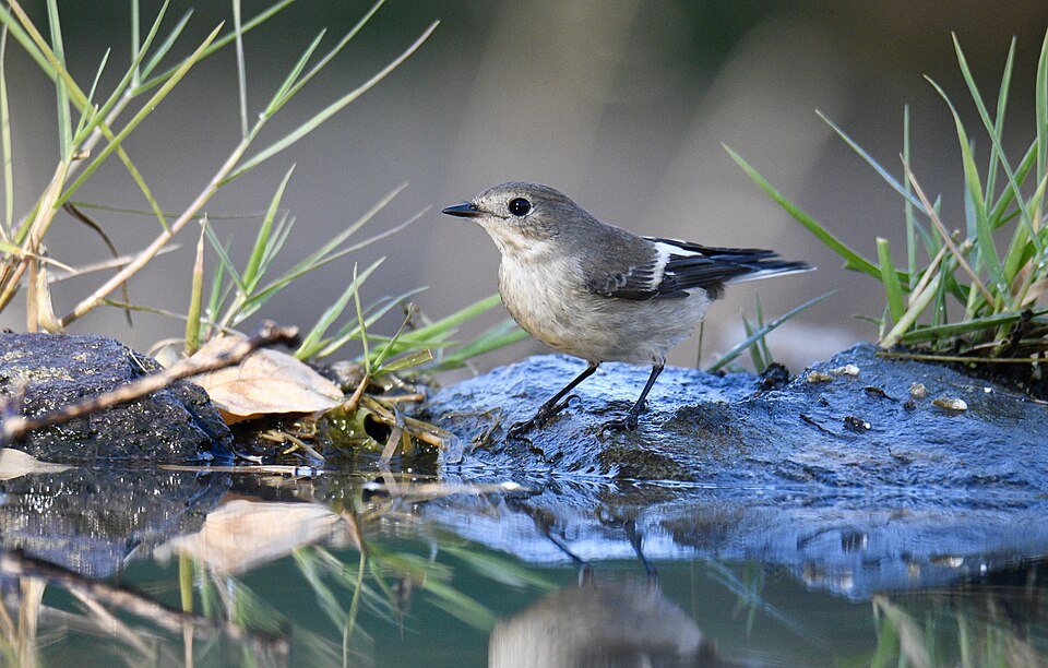 Margasparnė musinukė (Ficedula hypoleuca)