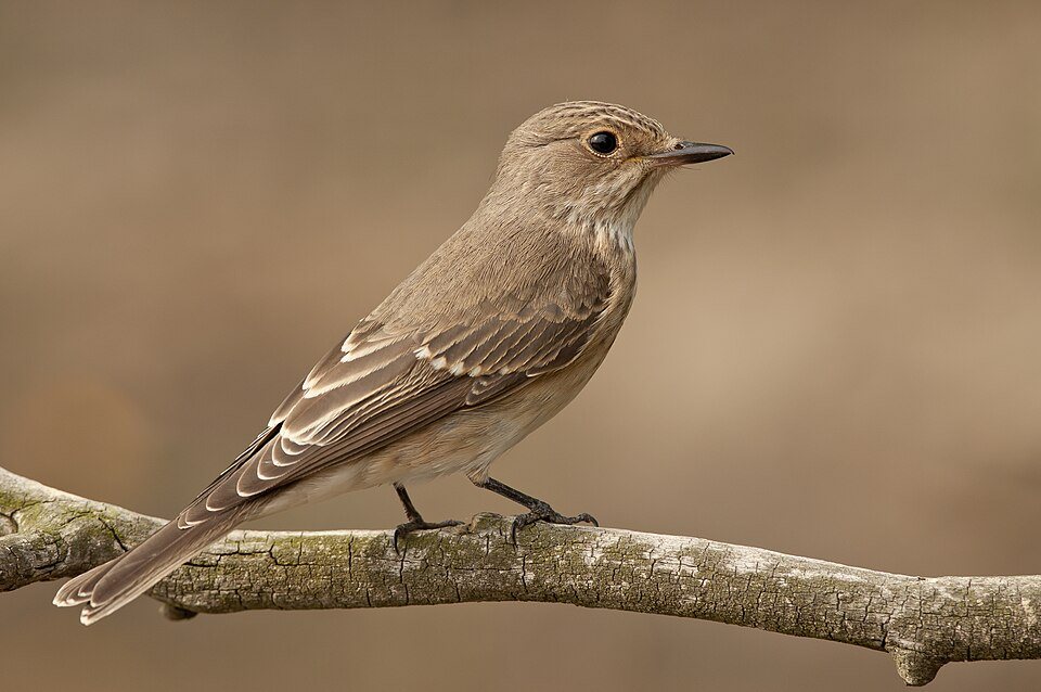Pilkoji musinukė (Muscicapa striata)