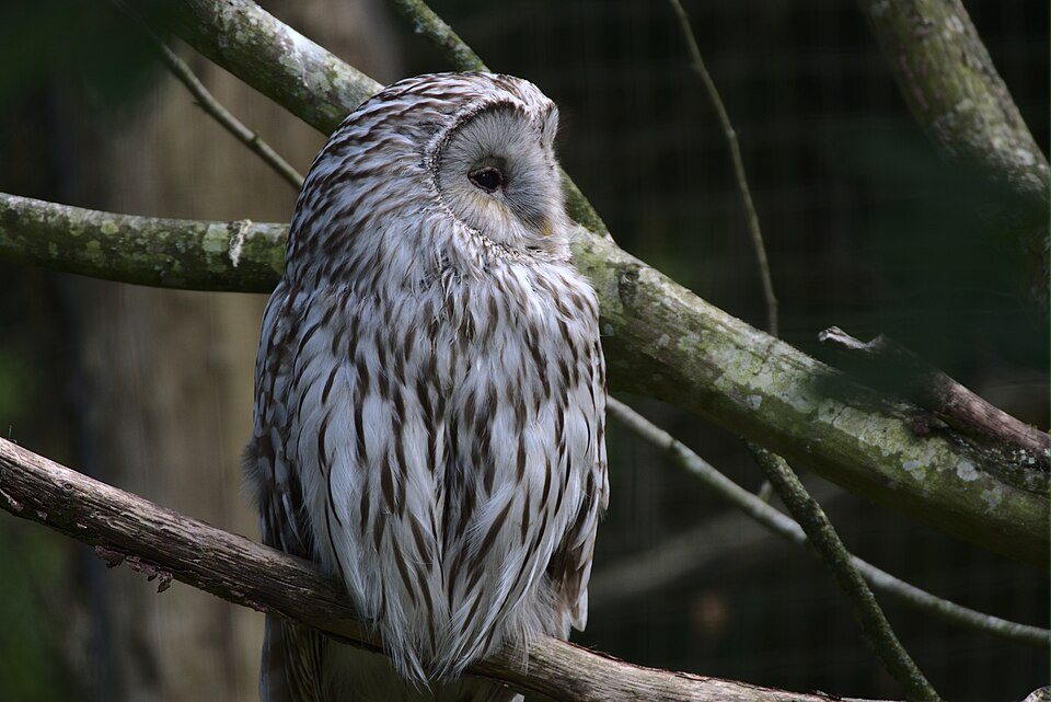 Uralinė pelėda (Strix uralensis)
