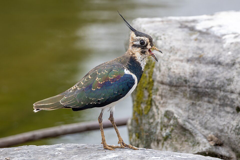 Paprastoji pempė (Vanellus vanellus)