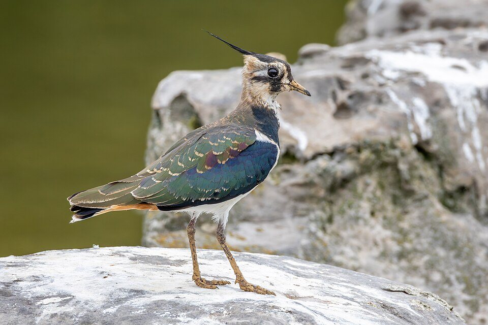 Paprastoji pempė (Vanellus vanellus)