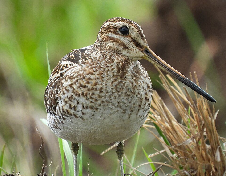 Perkūno oželis (Gallinago gallinago)