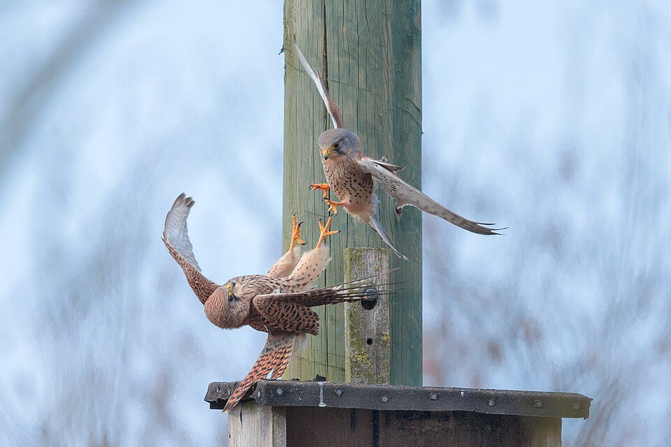 Paprastasis pelėsakalis (Falco tinnunculus)