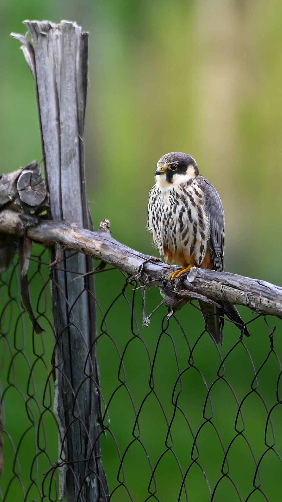 Skėtsakalis (Falco subbuteo)
