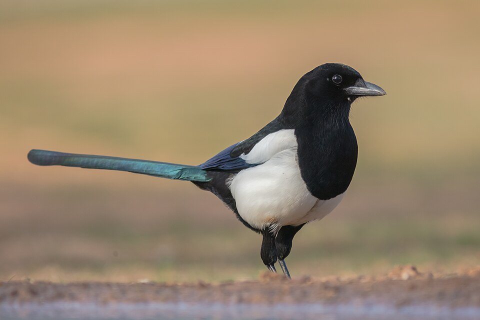 Šarka (Pica pica)