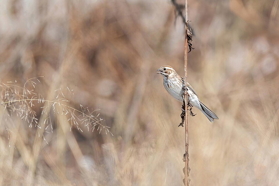 Nendrinė starta (Emberiza schoeniclus)