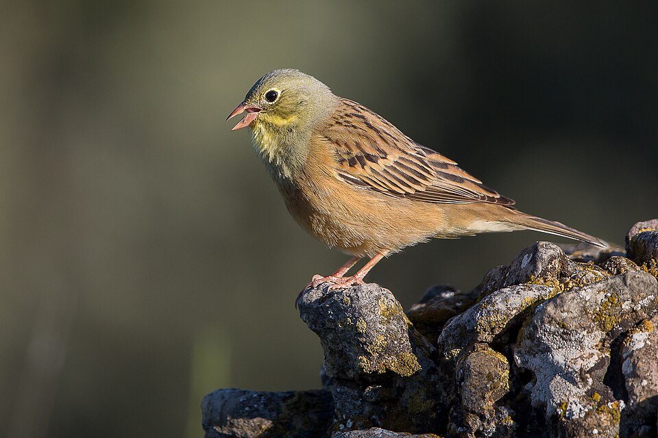 Sodinė starta (Emberiza hortulana)