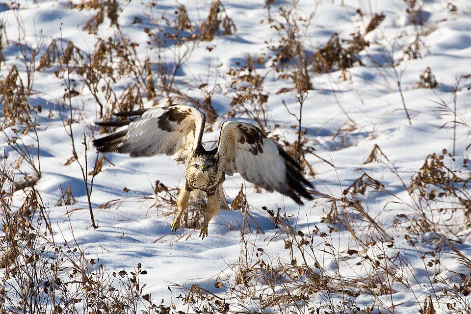 Tūbuotasis suopis (Buteo lagopus)