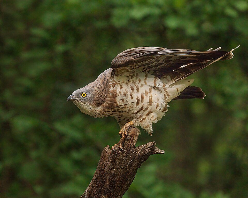 Vapsvaėdis (Pernis apivorus)
