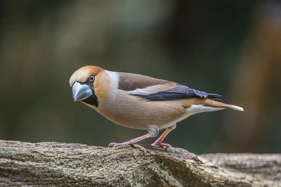 Svilikas (Coccothraustes coccothraustes)