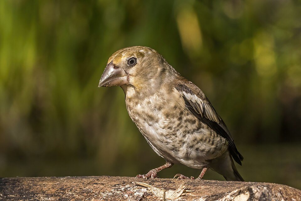 Svilikas (Coccothraustes coccothraustes)
