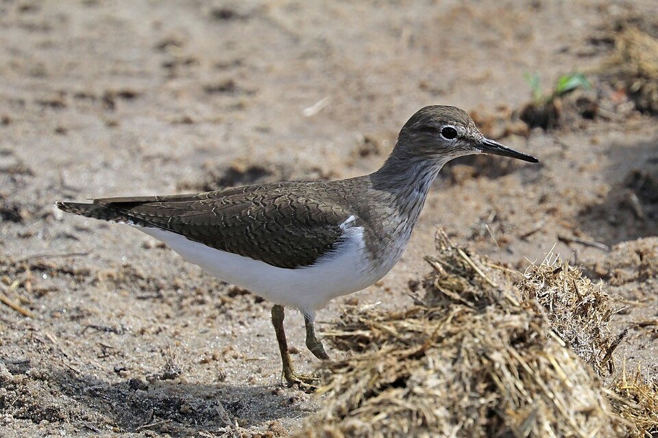 Krantinis tilvikas (Actitis hypoleucos)