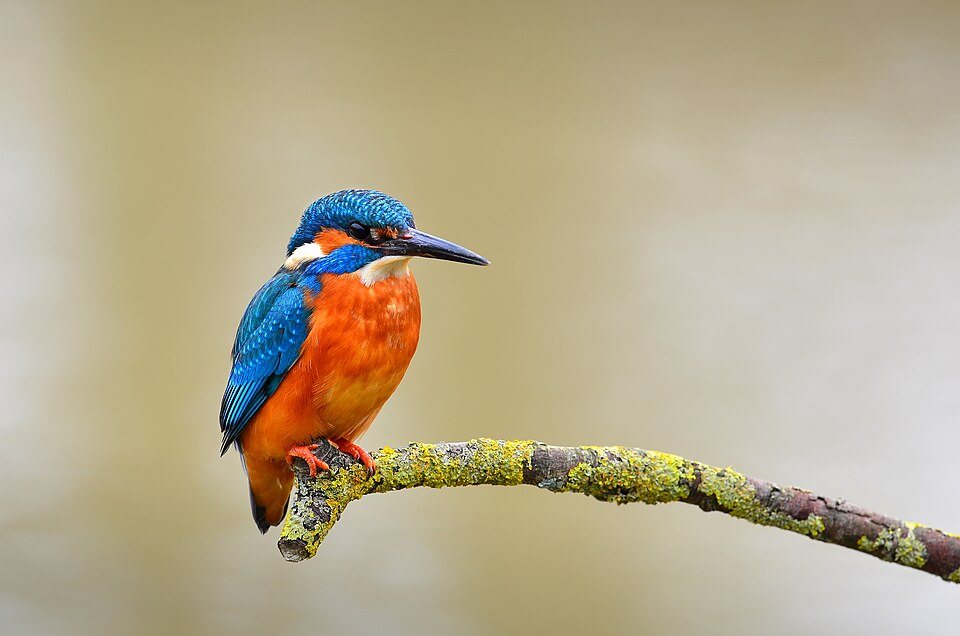Tulžys (Alcedo atthis)